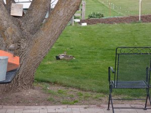 In the background you can see the freshly tilled garden and up front were our visiting ducks; MyrtleMay & Wilson (cudos to any movie buffs who know the characters)