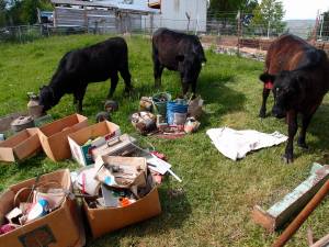 Inquisitive cattle.  All was well till one of them pooped all over some boxes.