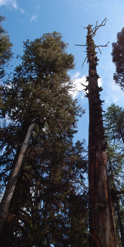 Trees of every size and shape.